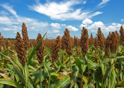 Sorgo